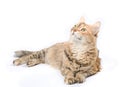 Big tabby Siberian cat Royalty Free Stock Photo