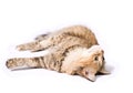 Big tabby Siberian cat Royalty Free Stock Photo