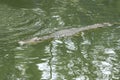 Big and tall crocodile in river at thailand Royalty Free Stock Photo