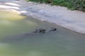 Big and tall crocodile in river at thailand Royalty Free Stock Photo