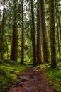 Big tall redwoods sprinkled with moss and a trail leading directly into the middle of them in the Hoh Rain Forest Royalty Free Stock Photo