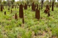 Big tall termite ant hills in Australia, Northern territory, Australian outback