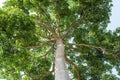 Big tall tree in the forest, looking up to treetop view Royalty Free Stock Photo