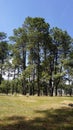 Tall trees in a woods