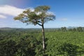 Big tall tropical tree