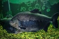 Big Tambaqui in Exposition Aquarium Complex of Freshwater Fauna of Dnipro National University Ukraine. Big black amazonian fish