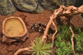 Big tarantula spider near green plants