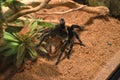 Big tarantula spider on the sand
