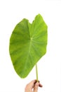 Big taro leaf Royalty Free Stock Photo
