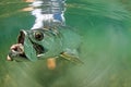 Big Tarpon Under Water Release - Fly Fishing