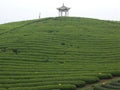Big tea garden
