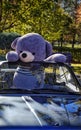 Big Teddy bear in a BMW convertible Royalty Free Stock Photo