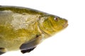 Big tench fish head on white Royalty Free Stock Photo