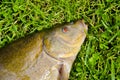 Big tench head and eye on grass after fishing Royalty Free Stock Photo