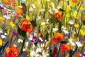 Big texture abstract flowers. Close up fragment of oil painting artistic flowers image. Palette knife flowers macro. Macro artist` Royalty Free Stock Photo