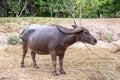 Big Thai buffalo with long horns, Water buffalo, Thailand