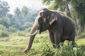 Big Thai elephant amidst verdant foliage, showcasing wildlife magnificence Royalty Free Stock Photo