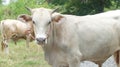 Big Thai White Ox Standing on Rural Road