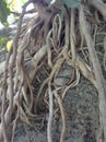 Big thick Indian tree roots, cloudy, hot, last season 2