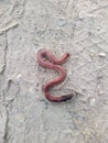 big and thick worm wriggles in the sand