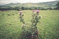 Big thistle flower in the meadow in the mountains in summer Peak District UK Edale
