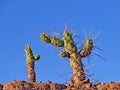 Big thorn cactus on a blue sky background Royalty Free Stock Photo