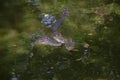 Big three crocodile are looking in green water lake. Thailand Royalty Free Stock Photo