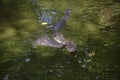 Big three crocodile are looking in green water lake. Thailand Royalty Free Stock Photo