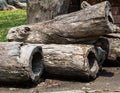 Big three logs