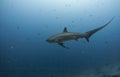 Big thresher shark Royalty Free Stock Photo