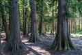 Big Thuja trees in a forest