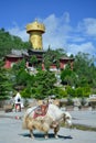 Big tibetian yak standing on the Shangri-La central square.