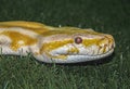 Big tiger albino python snakePython molurus bivittatus yellow viper Royalty Free Stock Photo