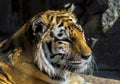 Big tiger head close up Royalty Free Stock Photo