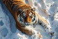 big tiger lies on the snow Royalty Free Stock Photo