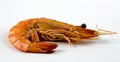 The big tiger prawn Royalty Free Stock Photo