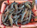 Big tiger prawn penaeus monodon pile in indian fish market for sale fresh tiger shrimp in plastic container