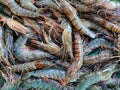 Big tiger prawn penaeus monodon pile in indian fish market for sale fresh tiger shrimp in plastic container