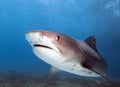 Big Tiger shark. Royalty Free Stock Photo