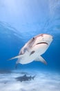 Big Tiger shark. Royalty Free Stock Photo