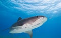 Big Tiger shark. Royalty Free Stock Photo