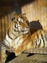 Big tiger sitting in a cage looking to the right