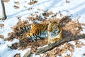 Big tiger in the snow, the beautiful, wild, striped cat, in open Woods, looking directly at us.