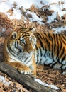 Big tiger in the snow, the beautiful, wild, striped cat, in open Woods, looking directly at us.