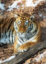 Big tiger in the snow, the beautiful, wild, striped cat, in open Woods, looking directly at us.