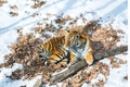 Big tiger in the snow, the beautiful, wild, striped cat, in open Woods, looking directly at us.