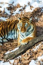 Big tiger in the snow, the beautiful, wild, striped cat, in open Woods, looking directly at us.