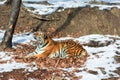 Big tiger in the snow, the beautiful, wild, striped cat, in open Woods, looking directly at us.