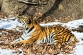 Big tiger in the snow, the beautiful, wild, striped cat, in open Woods, looking directly at us.