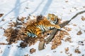 Big tiger in the snow, the beautiful, wild, striped cat, in open Woods, looking directly at us.